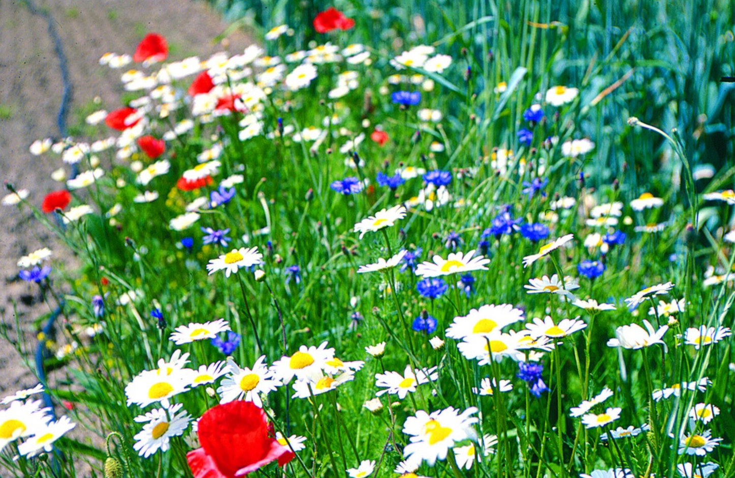Gründüngung, Ackerbegleitflora (einjährig oder einjährig überwinternd)