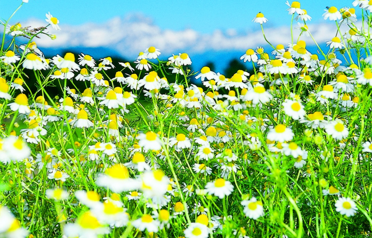 Kamille, Echte (einjährig)