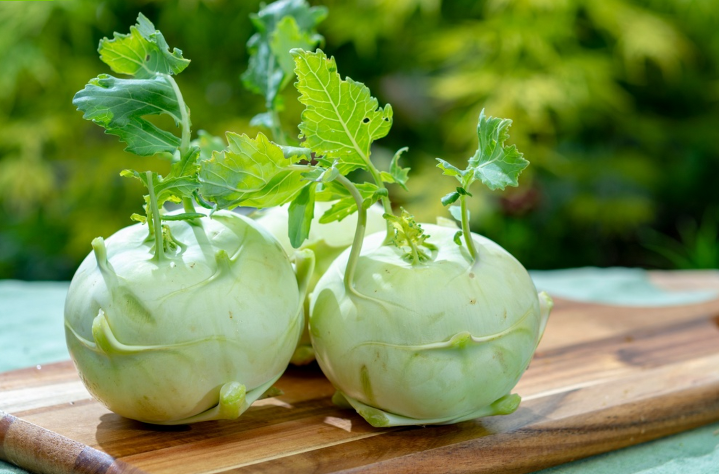 Kohlrabi, Lanro (weiss)