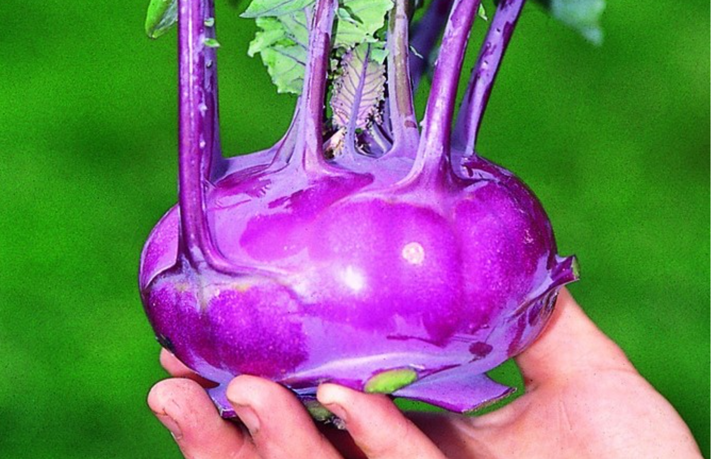 Kohlrabi, Blaue Speck