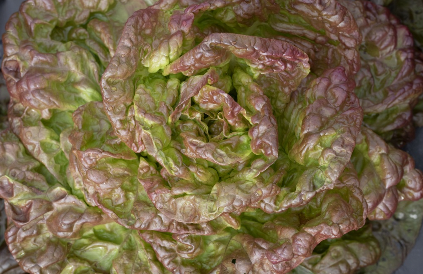 Kopfsalat, Wunder der Vier Jahreszeiten