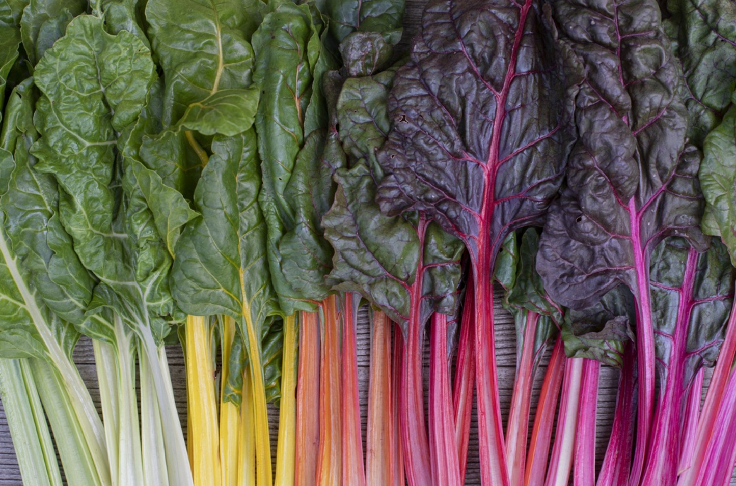 Schnittmangold, Regenbogen