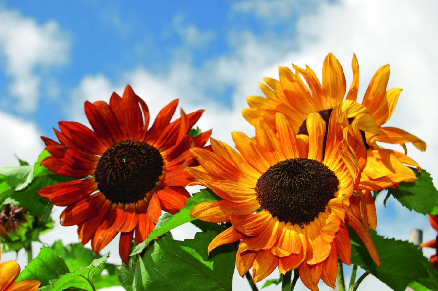 Samt-Königin, Sonnenblume