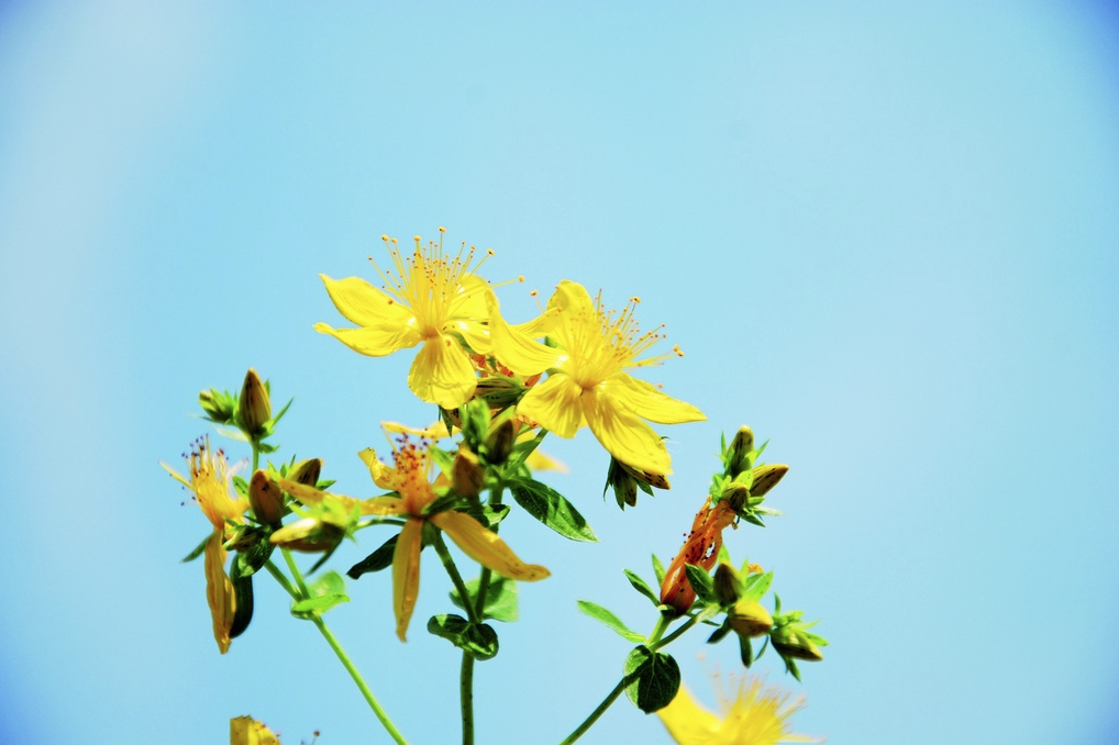 Johanniskraut (mehrjährig)