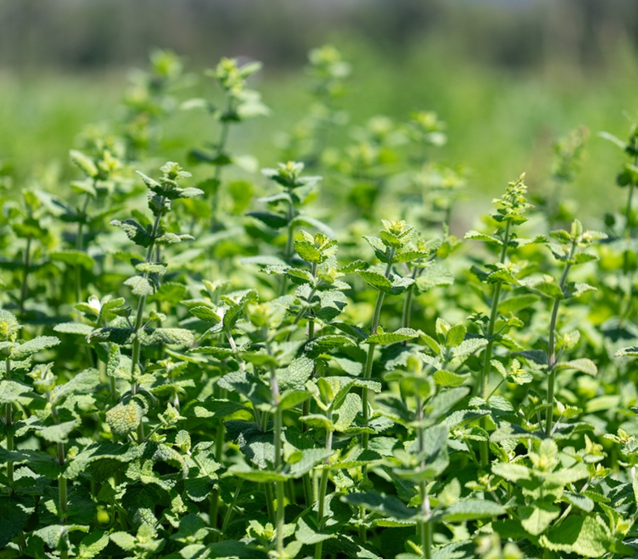 Apfelminze, Sommerliche Frische (mehrjährig)