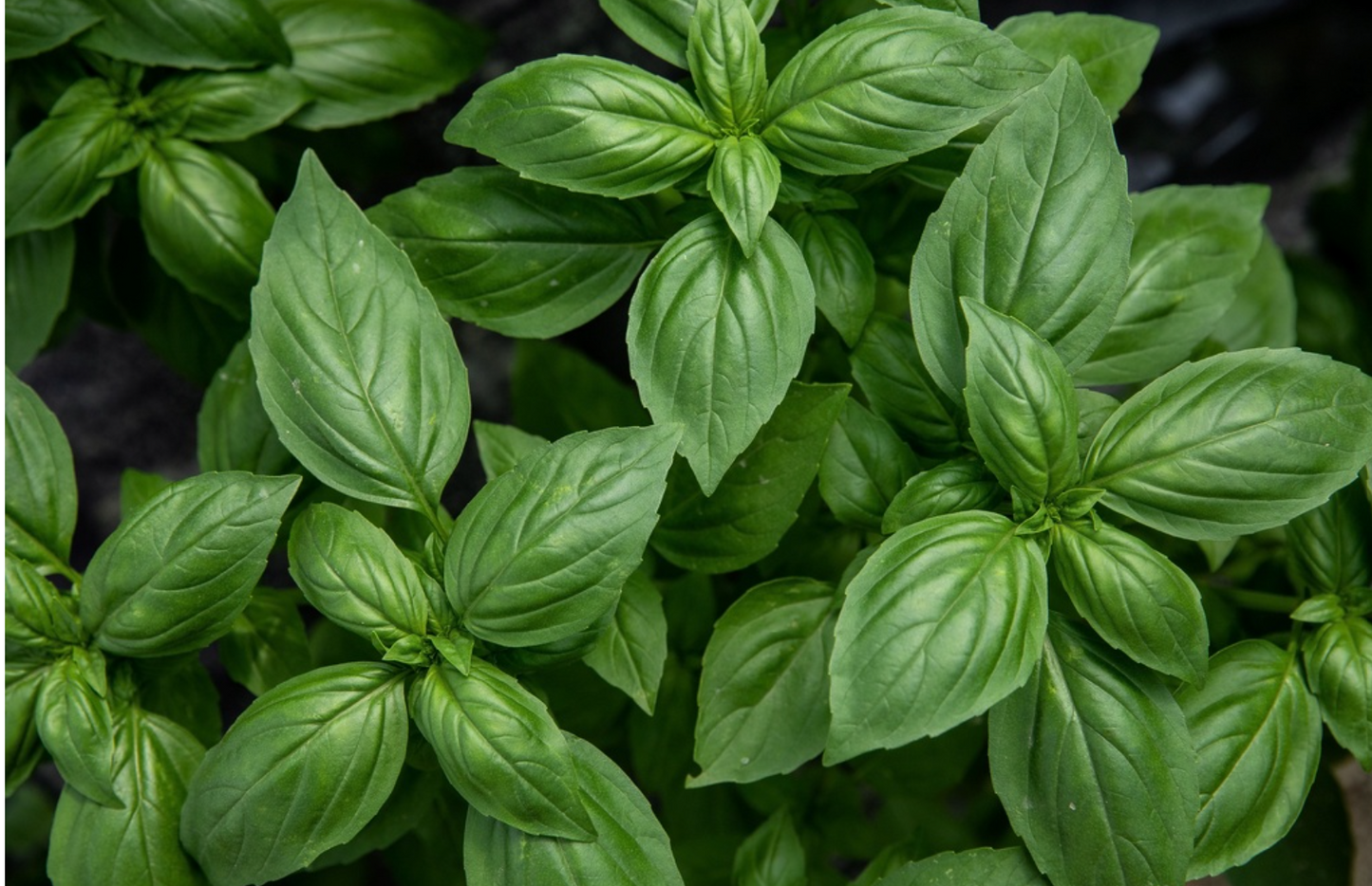 Basilikum, Genoveser Selektion Z