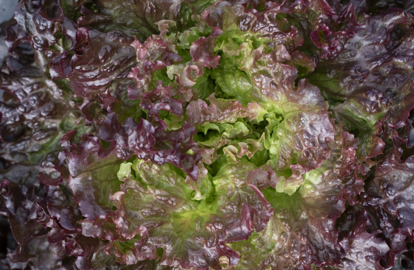 Bataviasalat, Amboise