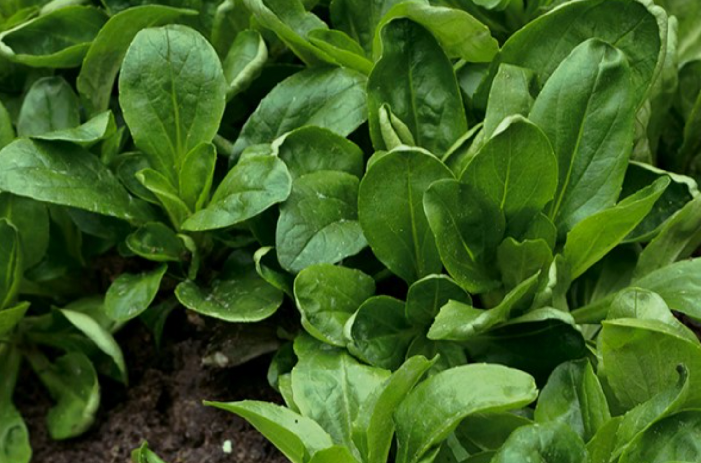 Nüsslisalat (Feldsalat), Coquilles de Louviers