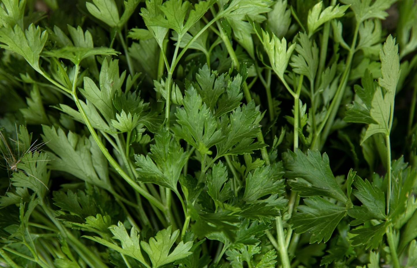 Petersilie, Italienische Glatte