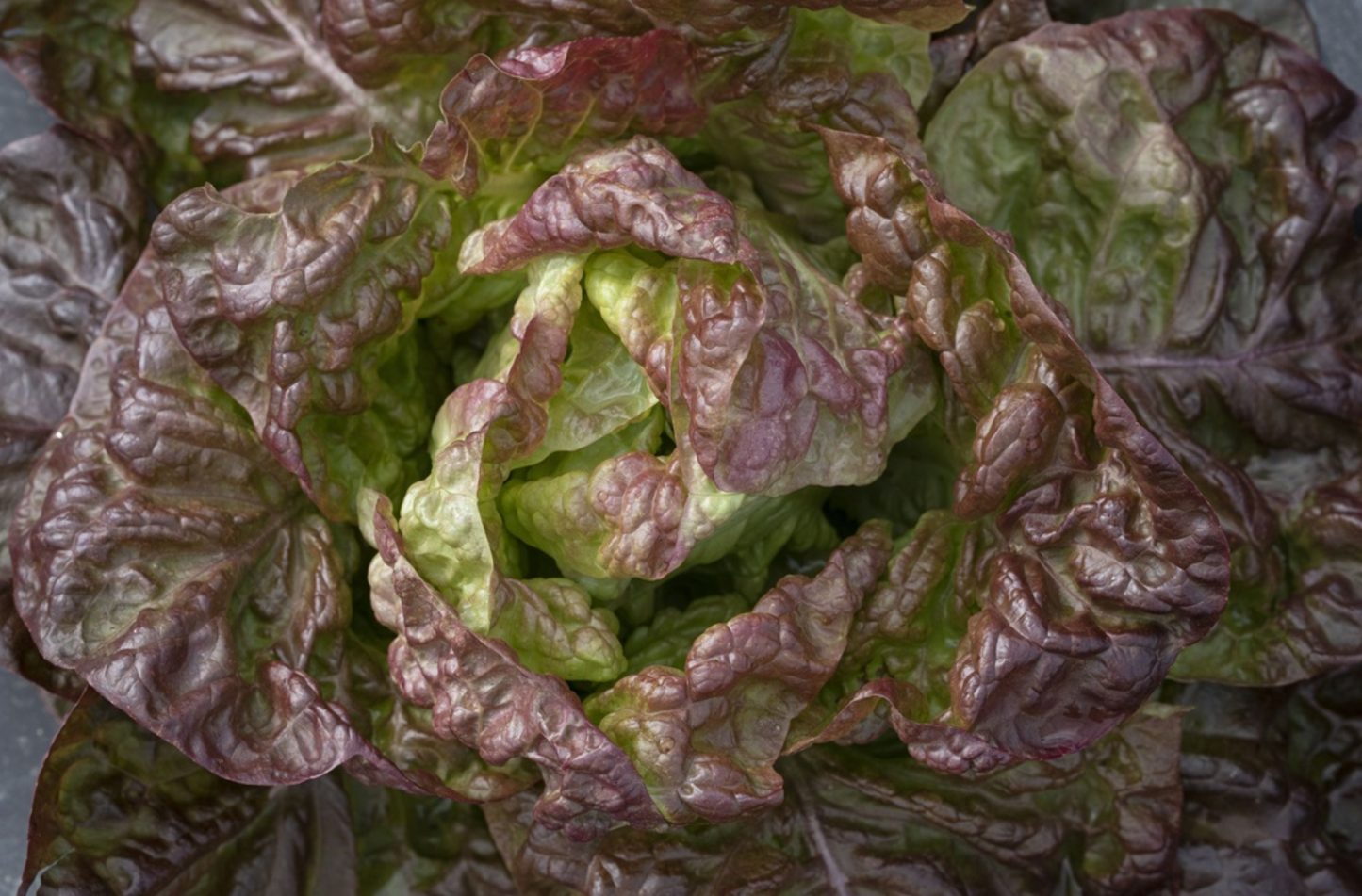 Kopfsalat, Rotes Butterhäuptl