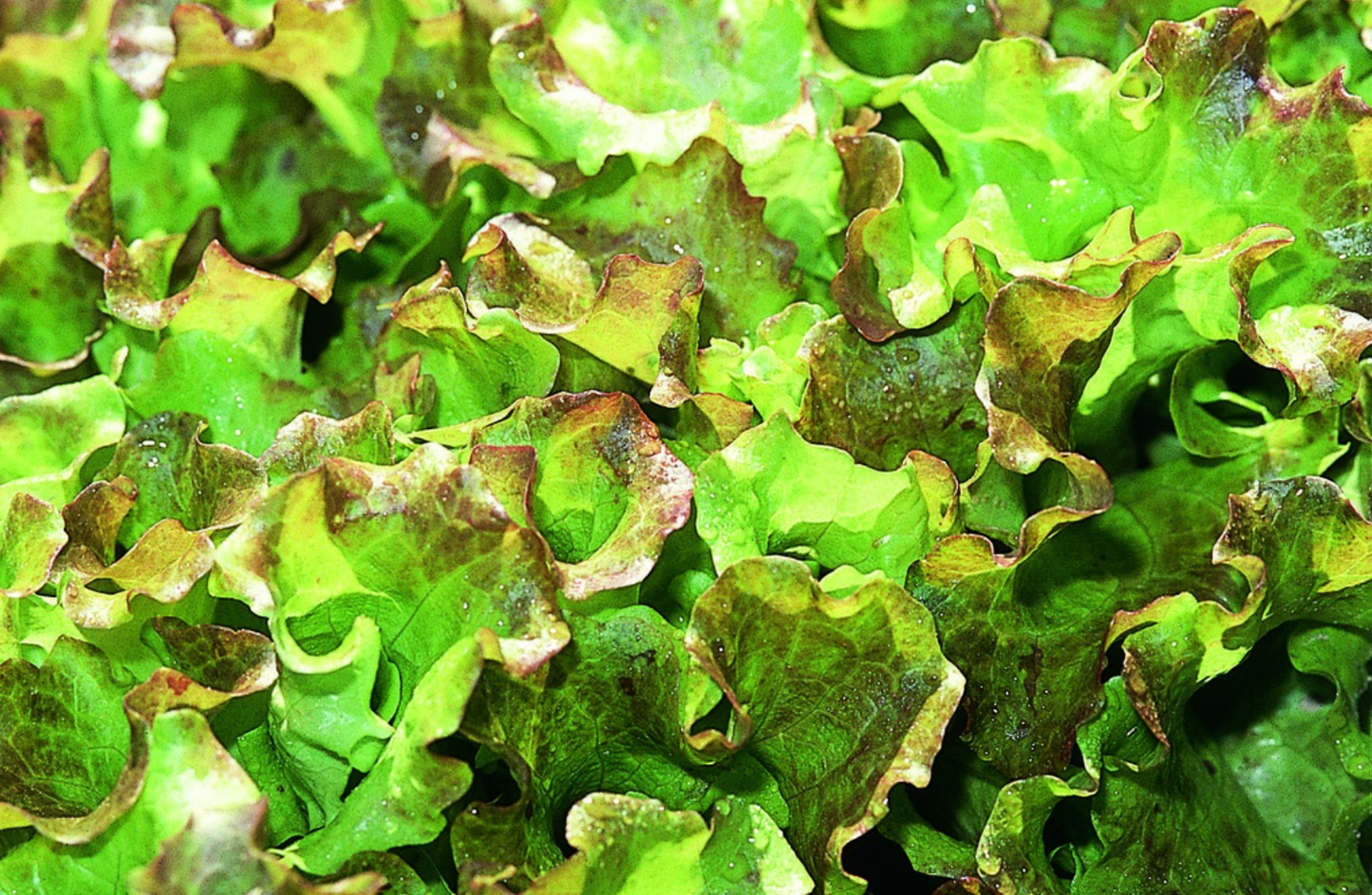 Schnittsalat, Twanner