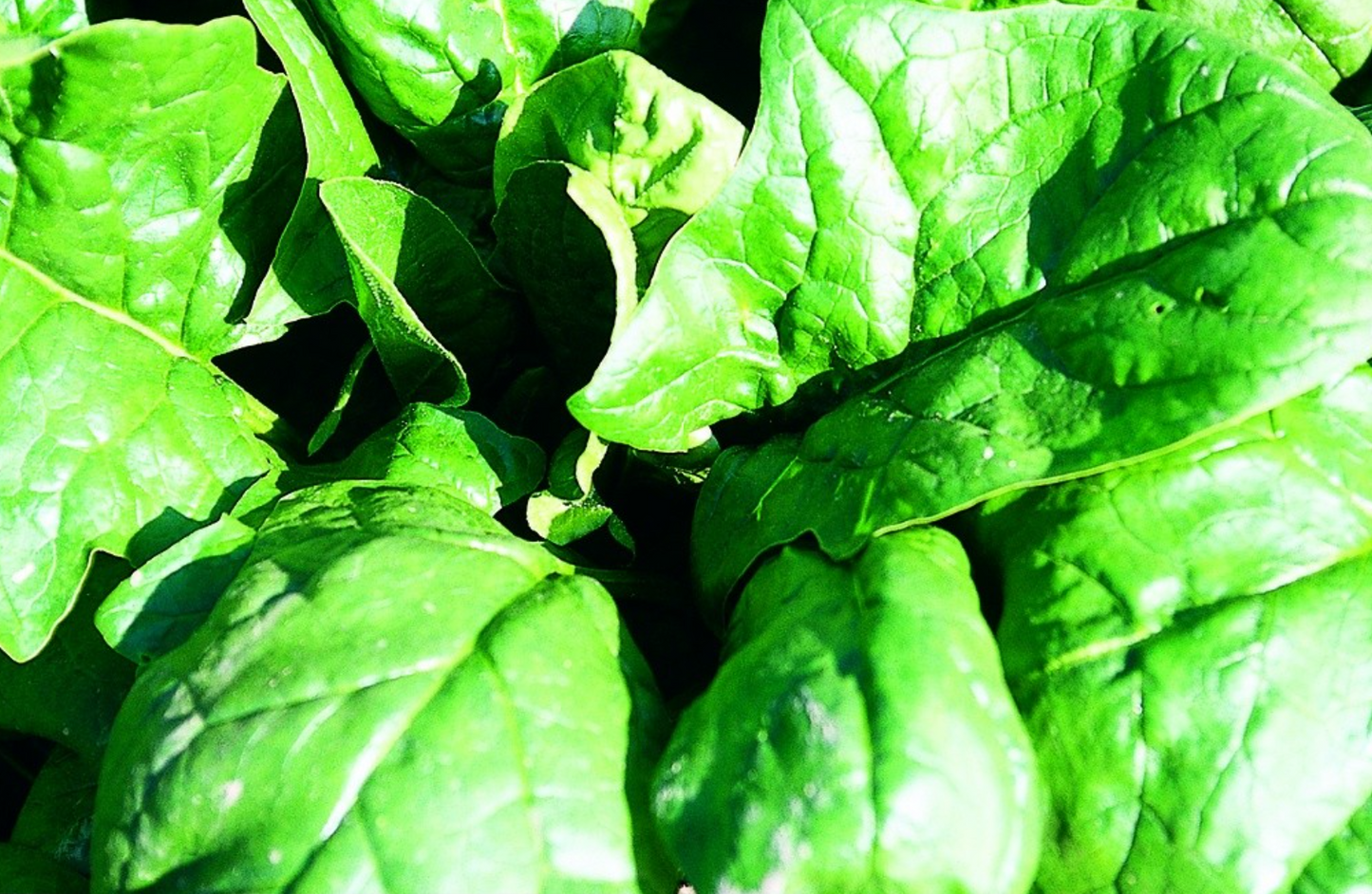 Spinat, Winterriesen