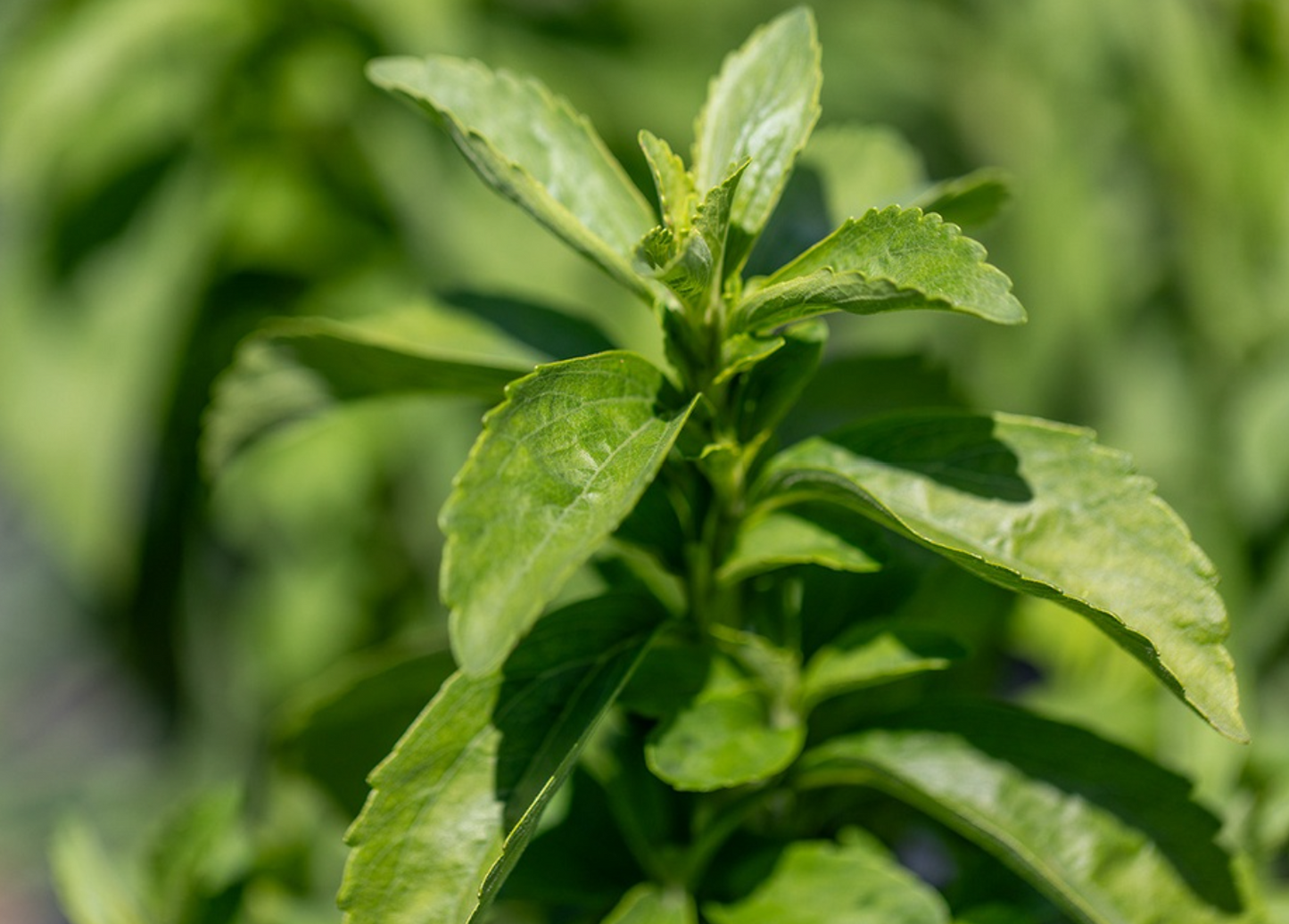 Stevia, Zuckersüss