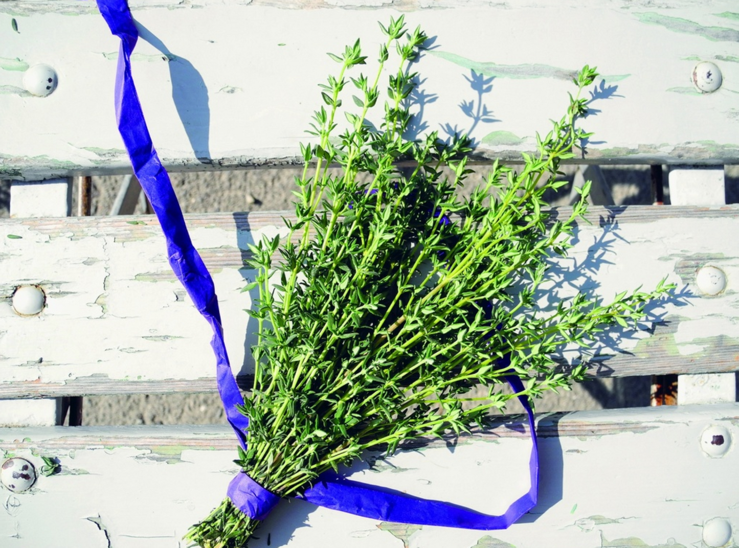 Thymian (mehrjährig)