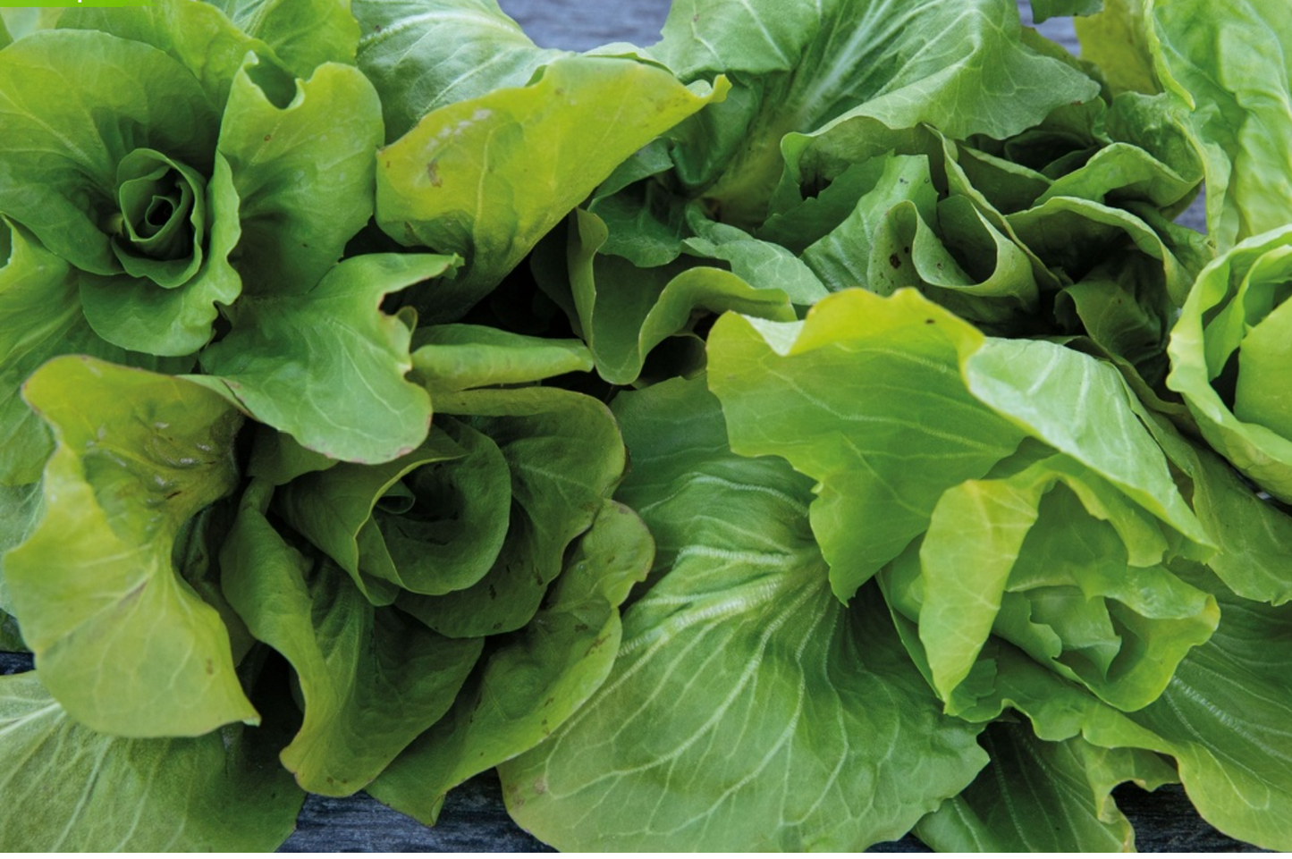 Schnittzichorie, Zuckerhut