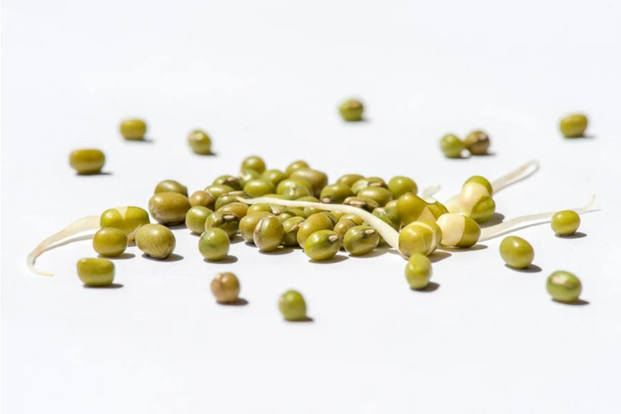 Bio Mungbohnen Sprossen | Keimsaat für Microgreens & Keimglas 500g