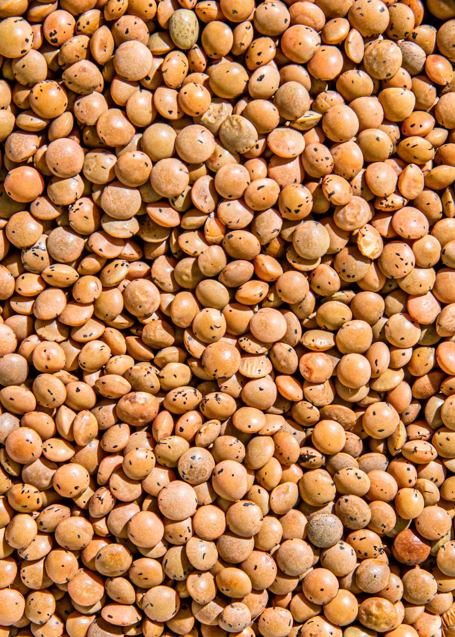 Braune Bio Linsen 2 kg