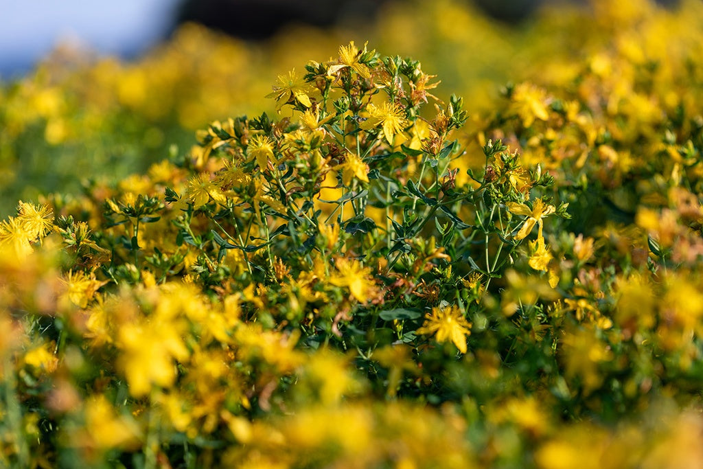 Johanniskraut (mehrjährig)