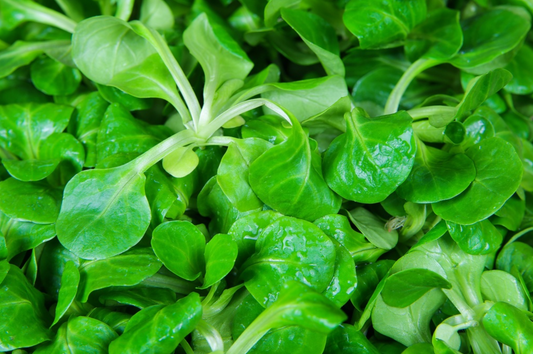 Nüsslisalat (Feldsalat), Olympe