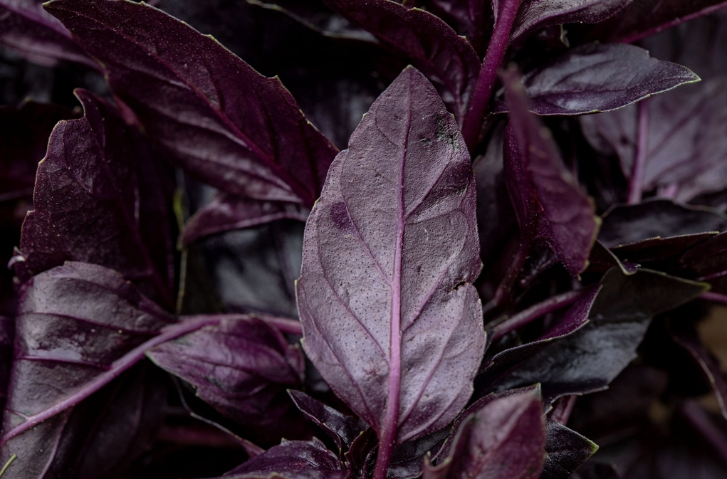 Basilikum, Opal (einjährig)