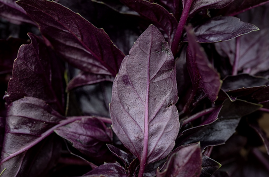 Basilikum, Opal (einjährig)