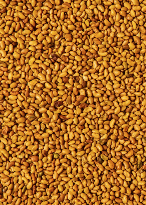 Bio Alfalfa Samen 1Kg