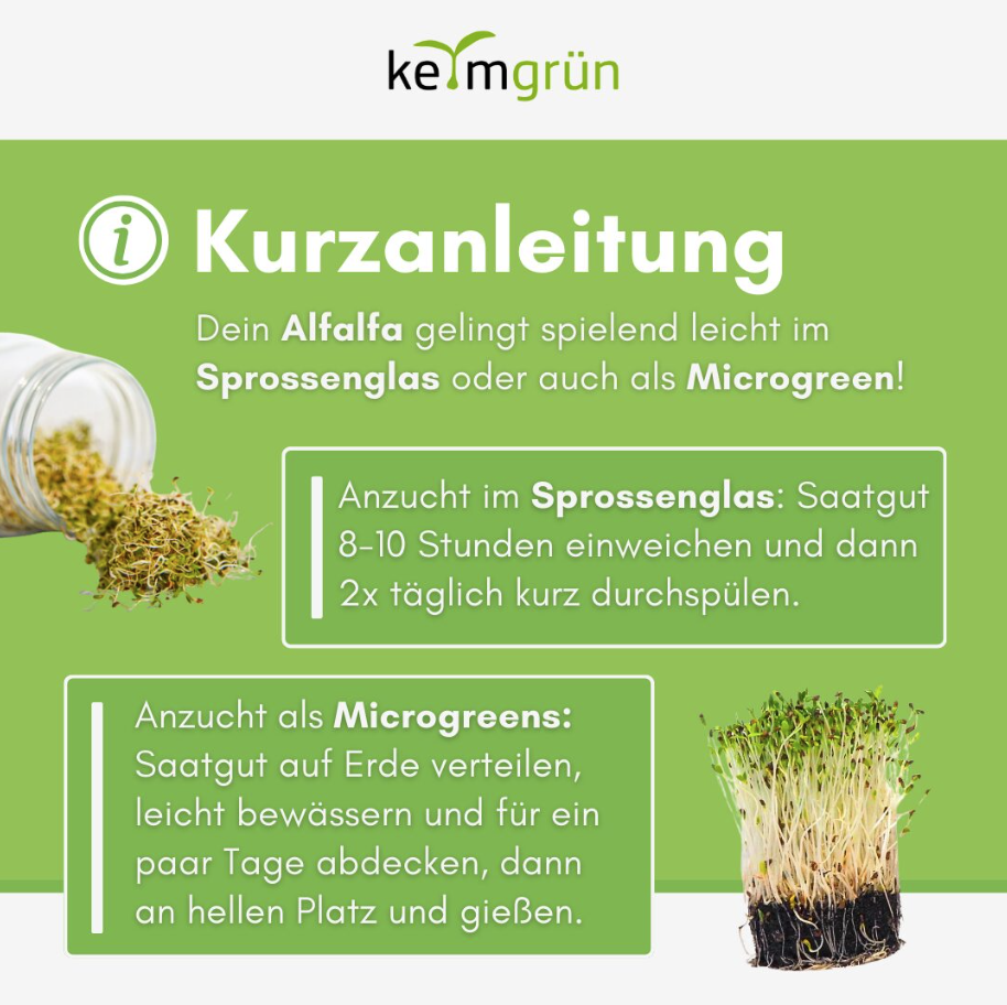 Bio Alfalfa - Keimsaat