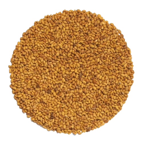 Bio Alfalfa - Keimsaat