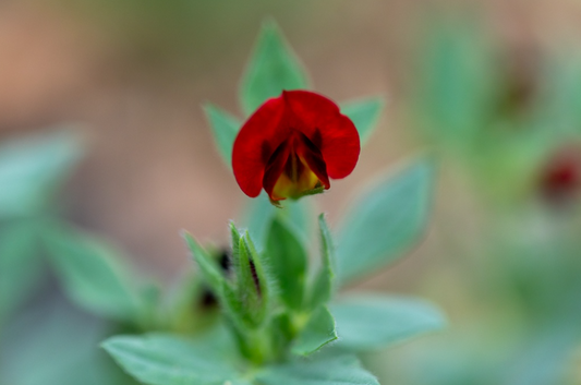 Spargelerbsen (Flügelerbsen), Lotus