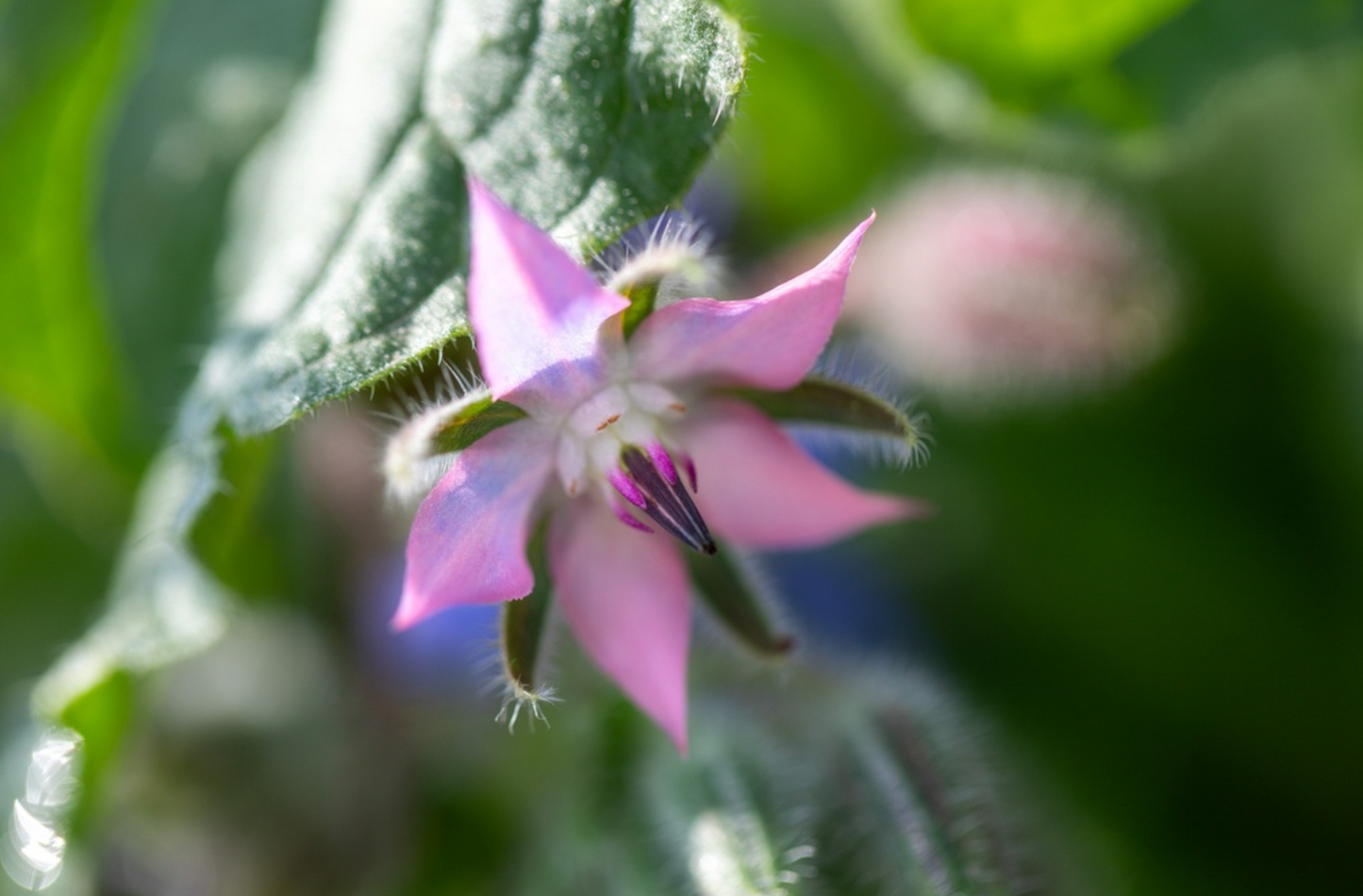 Borretsch, Blaublühend (einjährig)