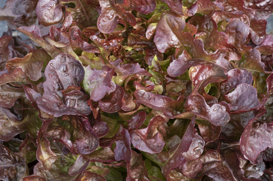 Eichblattsalat, Rossino