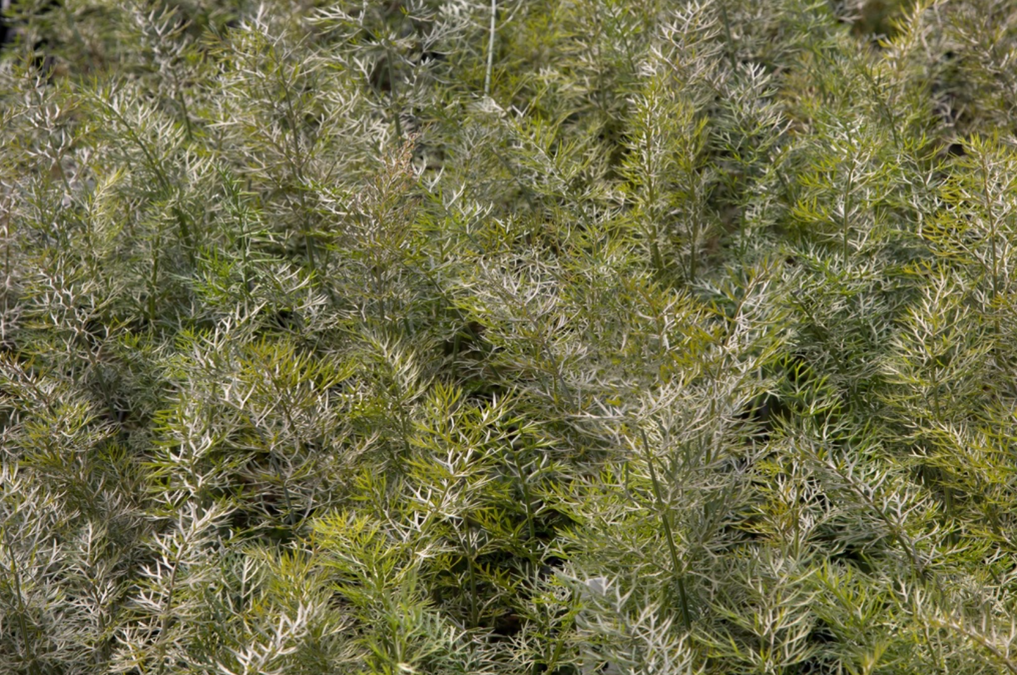 Gewürzfenchel, Bronze (mehrjährig)