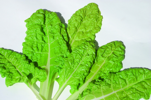 Schnittmangold, gelber Bündner